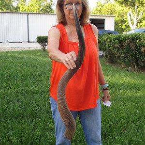 37 inch Natural South African Kudu horn to make shofar, taxidermy # 50819