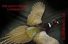 PHEASANT TAXIDERMY MOUNT FLYING RIGHT BEAK CLOSED WALL HANGING ILDNR#651-24