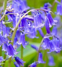 60x Bluebells Scented Hardy Wild Woodland Flowers Seeds