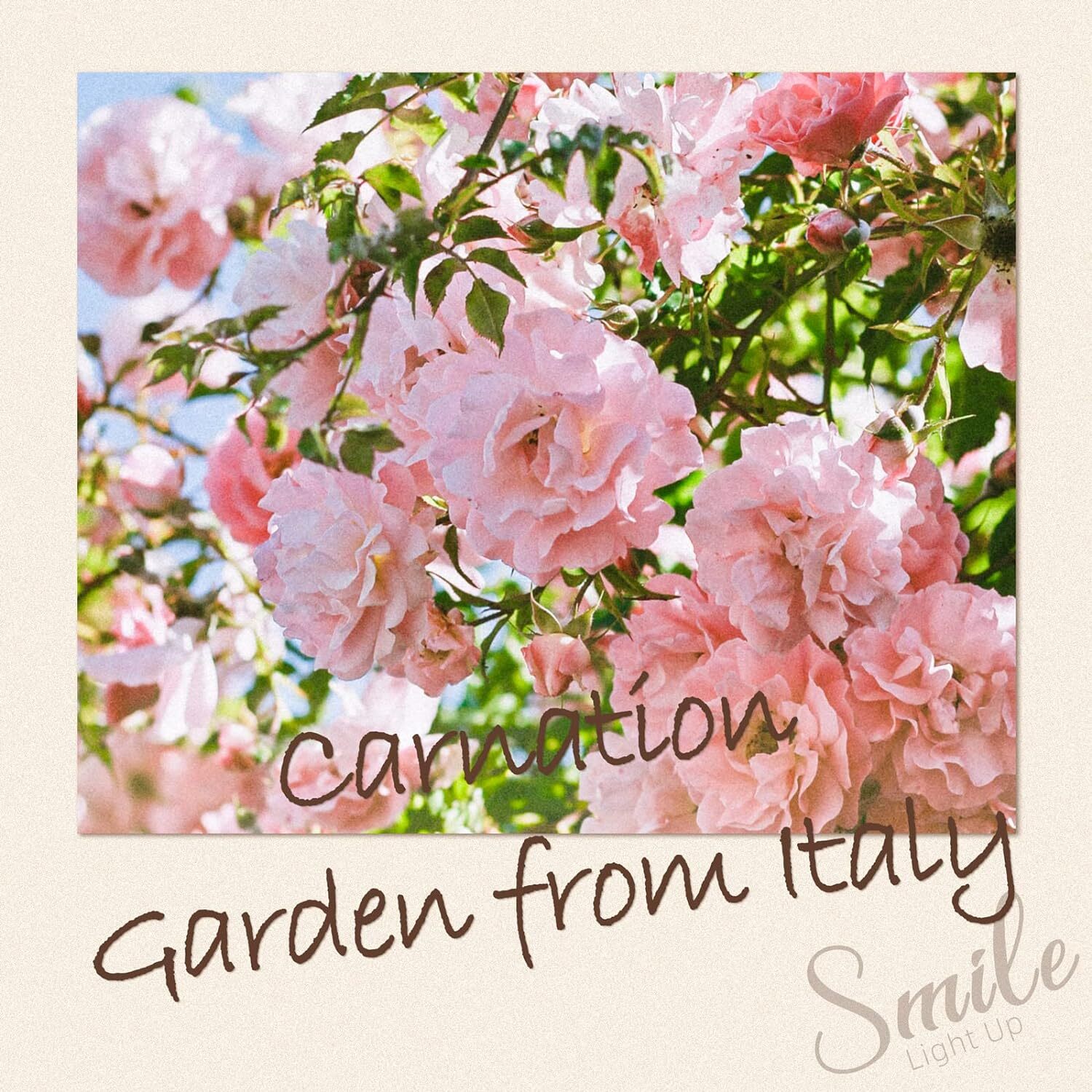 Carnation Scented Tea Lights Candles Transparent Clear Cup Scented Tea