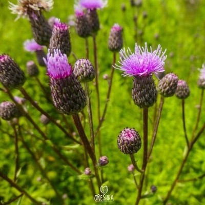 Cirsium arvense 20+ Stück frische Samen, Kriechdistel, Kanadadadistel Samen