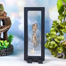 Octopus floating disply Taxidermy Oddities Curiosities collectible specim