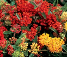 BUTTERFLY WEED GAY BUTTERFLIES Asclepias Tuberosa - 25 Bulk Seeds