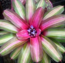 BUY 4 SAVE 20% BROMELIAD Neoregelia Vinzant's WALLFLOWER Offset - Miniature Grow