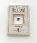 Release The Creatures: Dinosaurs! FOSSIL CARD Triceratops sp. Triceratopo