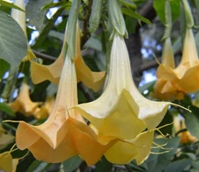 Brugmansia aurea | Orange Glory | Angel Trumpet | 10_Seeds
