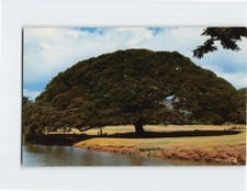 Postcard Monkey Pod in bloom worlds most perfect tree