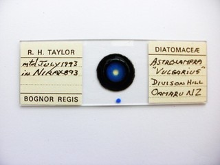 Vintage Microscope Slide Diatoms. Astrolampa Vulgaris by R.H.Taylor