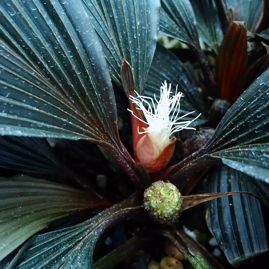 Dicranopygium sp. aff. harlingii 