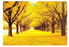 1000-Piece Gold Autumn Jigsaw Puzzle – Educational, Decorative, Perfect Gift