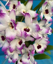 Dendrobium Love Memory  Fizz  Purple White NO SPIKES Fragrant Orchid 4   CJ34 