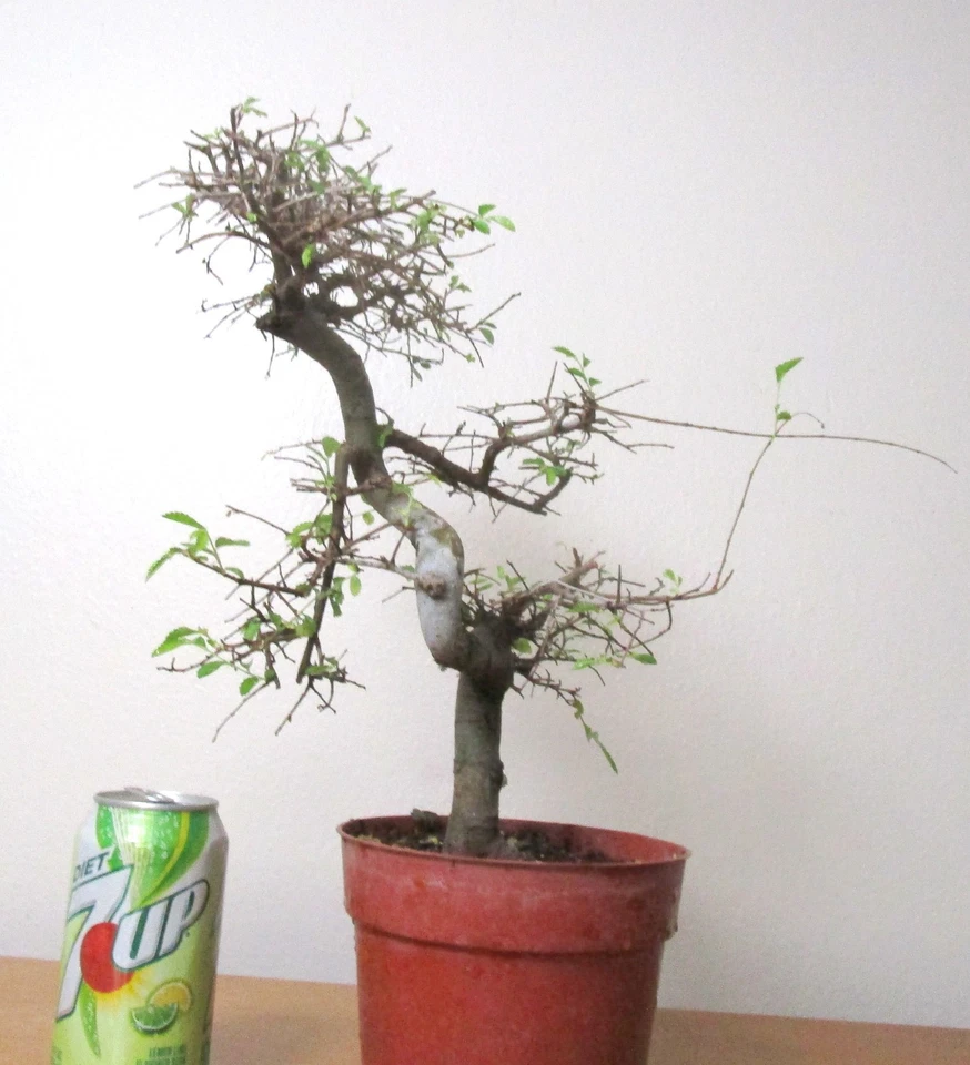 Beautiful Chinese Elm for mame shohin bonsai tree thick curving trunk - Image 3 of 4