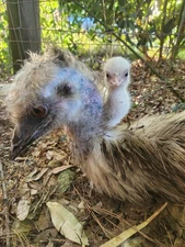 Emu Hatching Eggs Blonde Parents  Possible To Hatch Standard Blonde And White