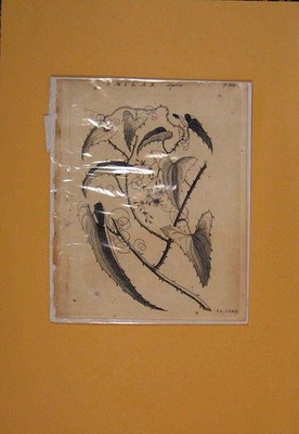 Original alter antiker Druck Smilax Blume Blumen Pflanze Pflanzen Flora viktorianisch
