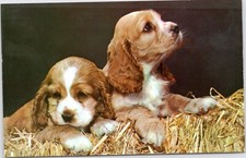 postcard dog - Puppies with sad eyes on bale of hay