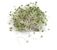 Broccoli Dicicco Sprouting Microgreens Great Heirloom Vegetable 1 Oz Seeds