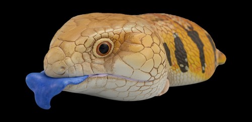 【En stock】Estatua de piel azul de cuerpo celestial animal Tiliqua Scincoides lengua azul - Imagen 3 de 7