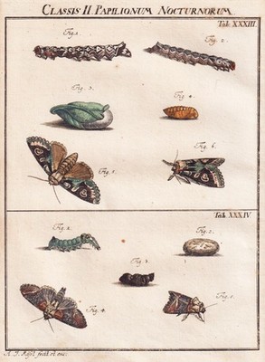Tab XXXIII Falter moth Caterpillar Kupferstich engraving Rösel Rosenhof 1742