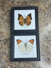 Vintage Lot of 2 Real Butterflies in 5x5” Framed Glass Display TAXIDERMY Rare — photo 1