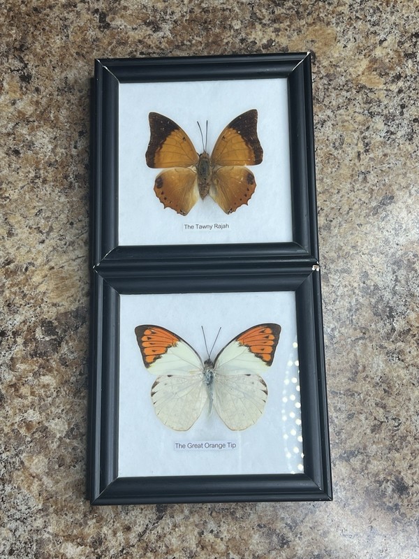 Vintage Lot of 2 Real Butterflies in 5x5” Framed Glass Display TAXIDERMY Rare