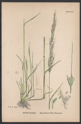 DICHTBLÜTIGES SEIDIG GEBOGENES GRAS 1872 John Edward Sowerby PFLANZENDRUCK
