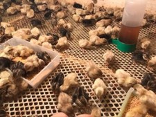 6 extras,Button Quail Hatching Eggs