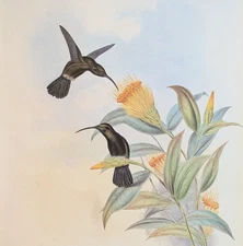 John Gould SOOTY-BARBED Hummingbirds Vintage Art Print Bookplate 15