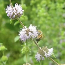 Pennyroyal Mint Seeds. (Mentha pulegium) - 100 Seeds | Heirloom , Non-GMO USA