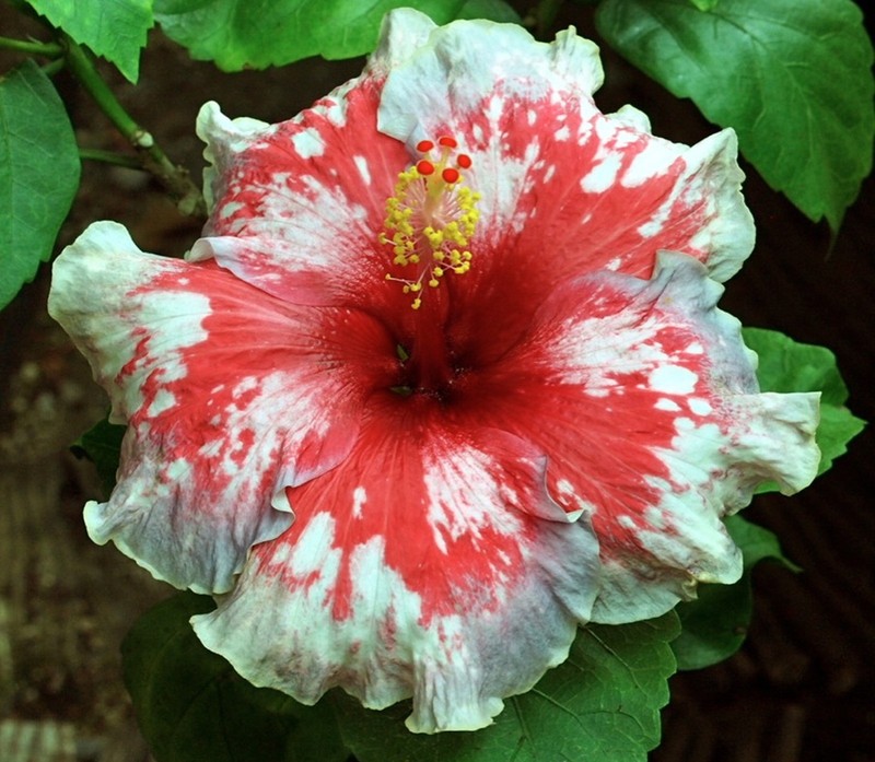 CYBERSPACE Tropical Hibiscus -- Plant in 4.5" pot
