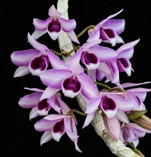 Dendrobium Niefert  s Quest X Little Sweet Spot Fragrant Pink White Orchid 4  Pot