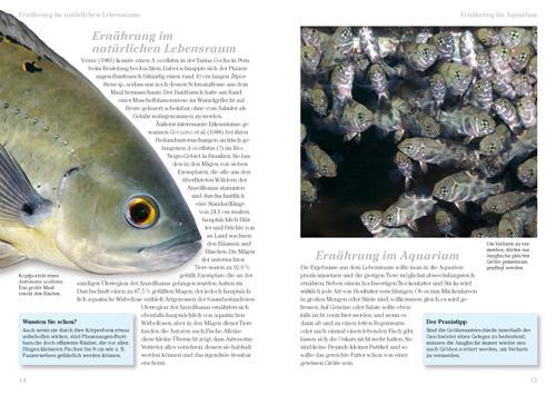 Thumbnail - Pfauenaugen-buntbarsche Thomas Weidner