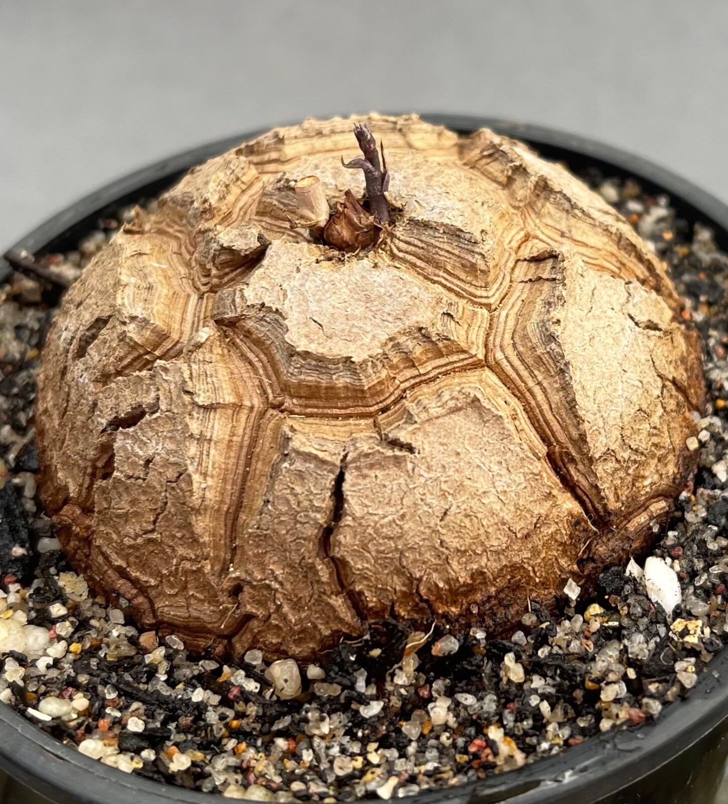 Rare Succulent Dioscorea elephantipes "Elephant foot" eBay