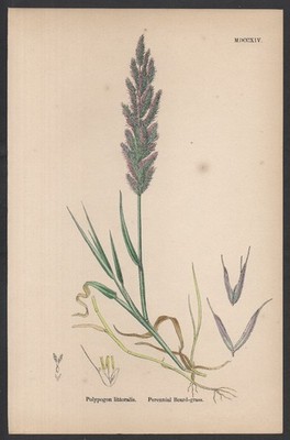 MEHRJÄHRIGES BARTGRAS 1872 John Edward Sowerby PFLANZENDRUCK