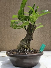 Old Southern Magnolia Bonsai Tree,,,Sale 