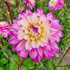 1 "Luka Johanna" Decorative Dahlia - Large Tuber - US Seller