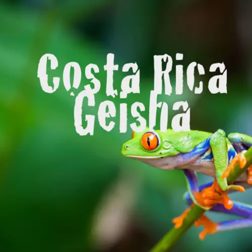 COSTA RICAN GEISHA COFFEE BEANS MEDIUM ROASTED 2 POUNDS IN 1 POUND BAGS