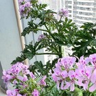 Bild 4 von 12