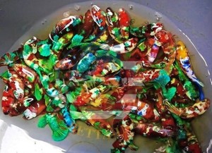 live betta fish ebay