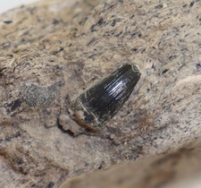 Zahn, Steneosaurus sp., Jura, Toarc, Buttenheim, Deutschland -m800