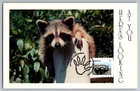 Canada 2012 Wildlife Racoons FDC Maxi Card w/Pictorial Cancel