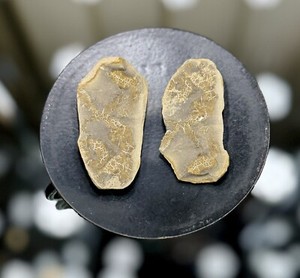 Mazon Creek Fossil Sea Cucumber Achistrum Sp. - Pennsylvanian Period 300 MYA-