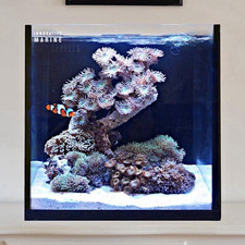 Innovative Marine Fusion 15 Cube AIO Marine Aquarium Starter Kit 15 gal Glass