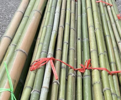 bambus killer Wuchernder Japanischer Pfeilbambus kaufen | Pseudosasa japonica