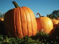 Big Max Pumpkin Seeds Heirloom Pumpkin Non-Gmo 5 Seeds USA Seller