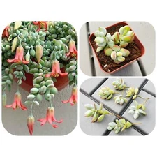 6 Cuttings Mini Miniature Cotyledon pendens - Cliff Cotyledon Succulent Hanging