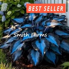 15+ Seeds Deep Toned Hosta Garden Perennials Thriving in Shaded Areas