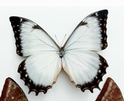 MORPHO THESEUS JUTURNA A1 UNMOUNTED WINGS CLOSED  FROM PERU 