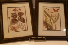 LOT OF 2 WOOD FRAMED/MATTED BOTANICAL PRINTS UNDER GLASS 13" X 16"