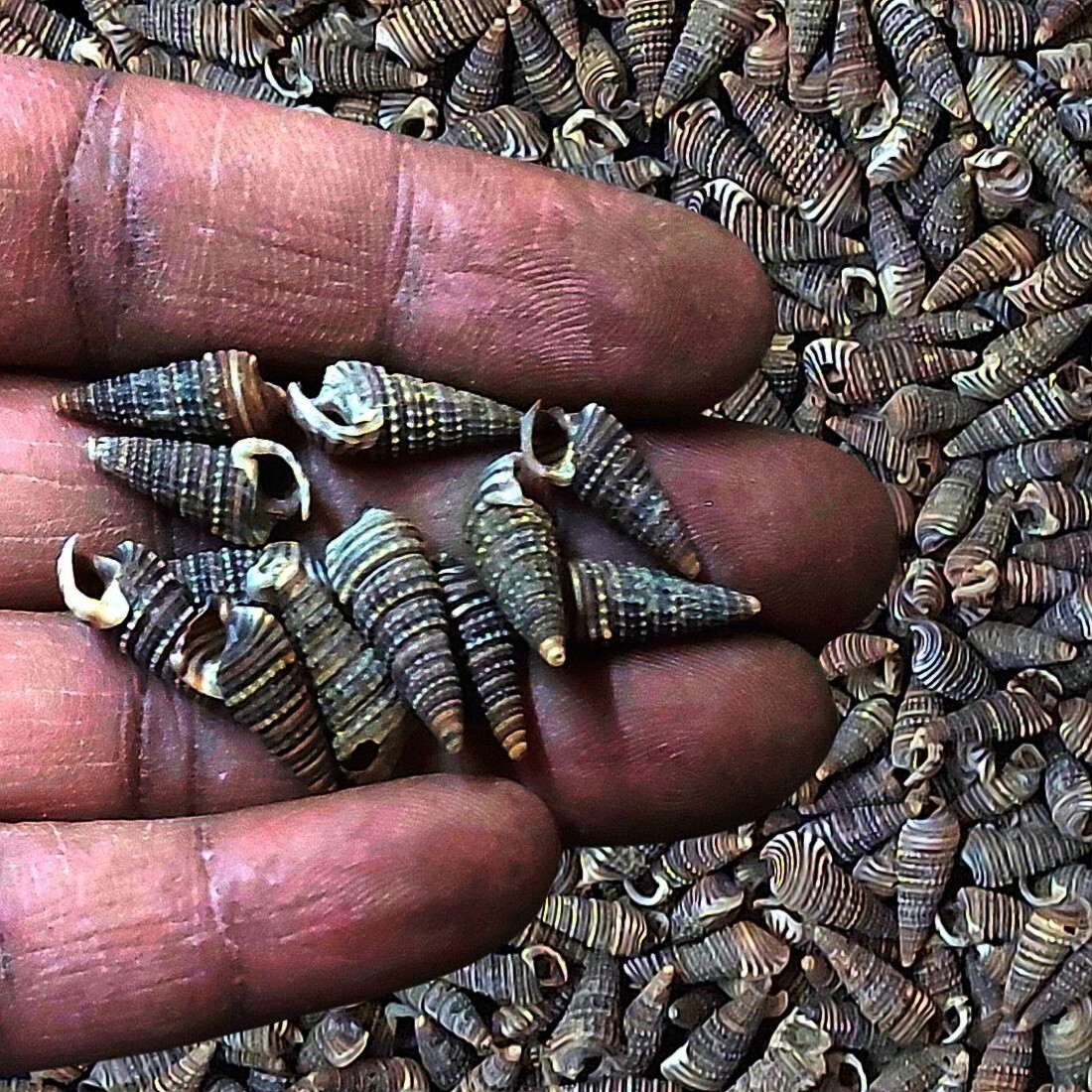 Tiny Spiral Black Spotted Natural Sea Shells for Crafts & Home