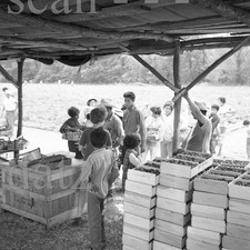 Négatif années 60 - Burnette Farms - Clanton - Comté de Chilton Alabama t472448